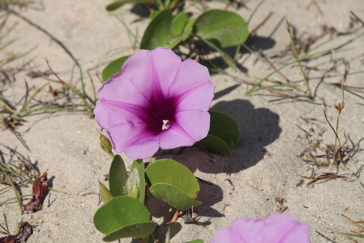 Ipomoea pes-caprae (L.) R.Br.